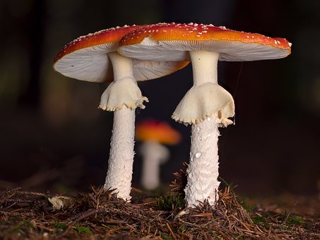 gummy mushrooms
